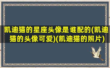 凯迪猫的星座头像是谁配的(凯迪猫的头像可爱)(凯迪猫的照片)