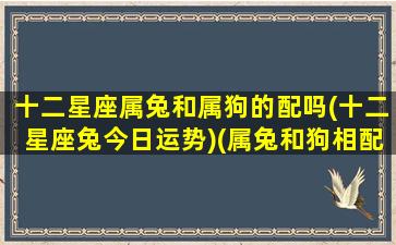 十二星座属兔和属狗的配吗(十二星座兔今日运势)(属兔和狗相配)