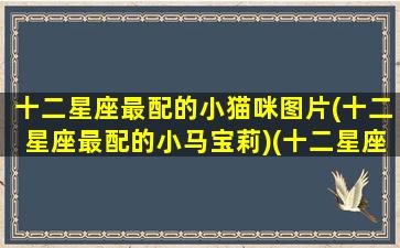 十二星座最配的小猫咪图片(十二星座最配的小马宝莉)(十二星座专属小猫名字)
