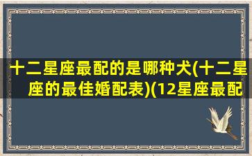 十二星座最配的是哪种犬(十二星座的最佳婚配表)(12星座最配)