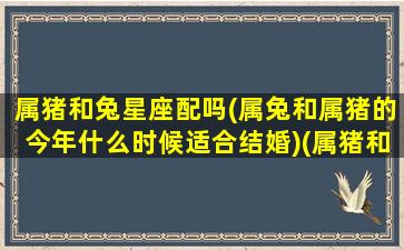 属猪和兔星座配吗(属兔和属猪的今年什么时候适合结婚)(属猪和兔的合不合)