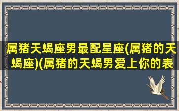 属猪天蝎座男最配星座(属猪的天蝎座)(属猪的天蝎男爱上你的表现)