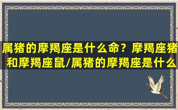 属猪的摩羯座是什么命？摩羯座猪和摩羯座鼠/属猪的摩羯座是什么命？摩羯座猪和摩羯座鼠-我的网站