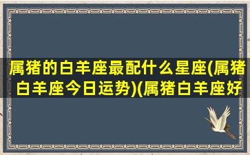 属猪的白羊座最配什么星座(属猪白羊座今日运势)(属猪白羊座好不好)