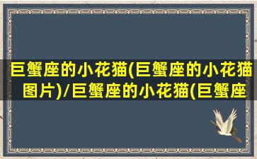 巨蟹座的小花猫(巨蟹座的小花猫图片)/巨蟹座的小花猫(巨蟹座的小花猫图片)-我的网站