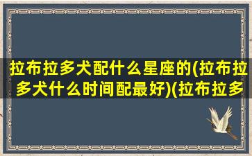 拉布拉多犬配什么星座的(拉布拉多犬什么时间配最好)(拉布拉多跟什么品种配)