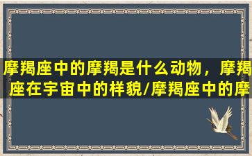 摩羯座中的摩羯是什么动物，摩羯座在宇宙中的样貌/摩羯座中的摩羯是什么动物，摩羯座在宇宙中的样貌-我的网站