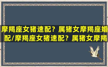 摩羯座女猪速配？属猪女摩羯座婚配/摩羯座女猪速配？属猪女摩羯座婚配-我的网站