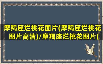 摩羯座烂桃花图片(摩羯座烂桃花图片高清)/摩羯座烂桃花图片(摩羯座烂桃花图片高清)-我的网站