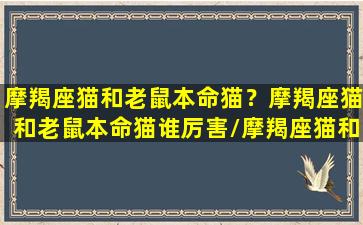 摩羯座猫和老鼠本命猫？摩羯座猫和老鼠本命猫谁厉害/摩羯座猫和老鼠本命猫？摩羯座猫和老鼠本命猫谁厉害-我的网站