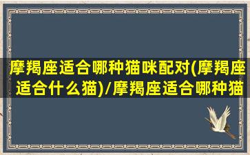 摩羯座适合哪种猫咪配对(摩羯座适合什么猫)/摩羯座适合哪种猫咪配对(摩羯座适合什么猫)-我的网站