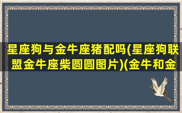 星座狗与金牛座猪配吗(星座狗联盟金牛座柴圆圆图片)(金牛和金狗婚配吗)