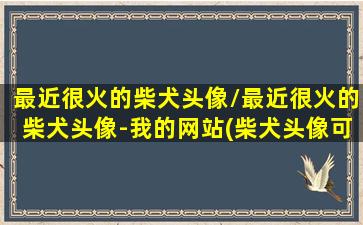 最近很火的柴犬头像/最近很火的柴犬头像-我的网站(柴犬头像可爱网红)