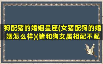 狗配猪的婚姻星座(女猪配狗的婚姻怎么样)(猪和狗女属相配不配)