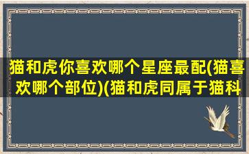 猫和虎你喜欢哪个星座最配(猫喜欢哪个部位)(猫和虎同属于猫科吗)