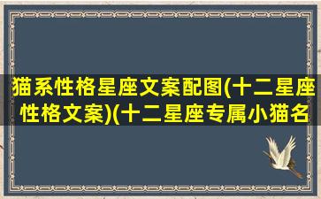 猫系性格星座文案配图(十二星座性格文案)(十二星座专属小猫名字)