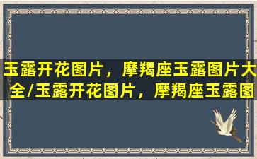 玉露开花图片，摩羯座玉露图片大全/玉露开花图片，摩羯座玉露图片大全-我的网站