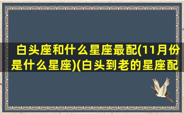 白头座和什么星座最配(11月份是什么星座)(白头到老的星座配对)