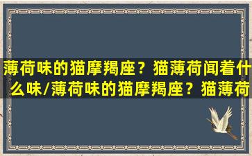 薄荷味的猫摩羯座？猫薄荷闻着什么味/薄荷味的猫摩羯座？猫薄荷闻着什么味-我的网站