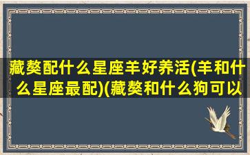 藏獒配什么星座羊好养活(羊和什么星座最配)(藏獒和什么狗可以一起养)