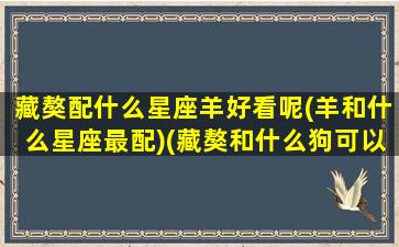 藏獒配什么星座羊好看呢(羊和什么星座最配)(藏獒和什么狗可以一起养)