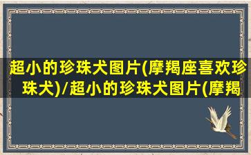 超小的珍珠犬图片(摩羯座喜欢珍珠犬)/超小的珍珠犬图片(摩羯座喜欢珍珠犬)-我的网站