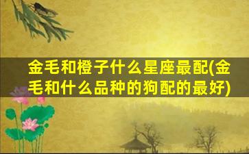 金毛和橙子什么星座最配(金毛和什么品种的狗配的最好)