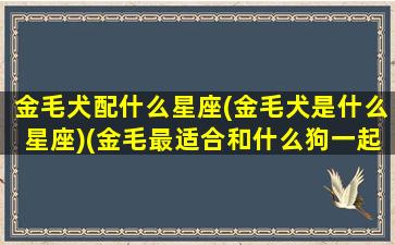 金毛犬配什么星座(金毛犬是什么星座)(金毛最适合和什么狗一起养)