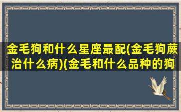 金毛狗和什么星座最配(金毛狗蕨治什么病)(金毛和什么品种的狗配的最好)