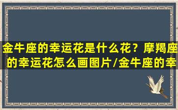 金牛座的幸运花是什么花？摩羯座的幸运花怎么画图片/金牛座的幸运花是什么花？摩羯座的幸运花怎么画图片-我的网站